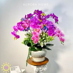 Chậu hoa lan hồ điệp Mộng Uyển