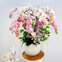 Chậu hoa lan hồ điệp Sắc Xuân Rực Rỡ