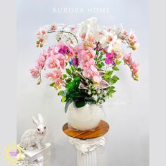 Chậu hoa lan hồ điệp Sắc Xuân Rực Rỡ