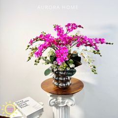 Chậu hoa lan tiểu hồ điệp Thiên Tiên