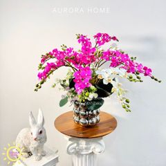 Chậu hoa lan tiểu hồ điệp Thiên Tiên