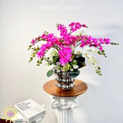 Chậu hoa lan tiểu hồ điệp Thiên Tiên