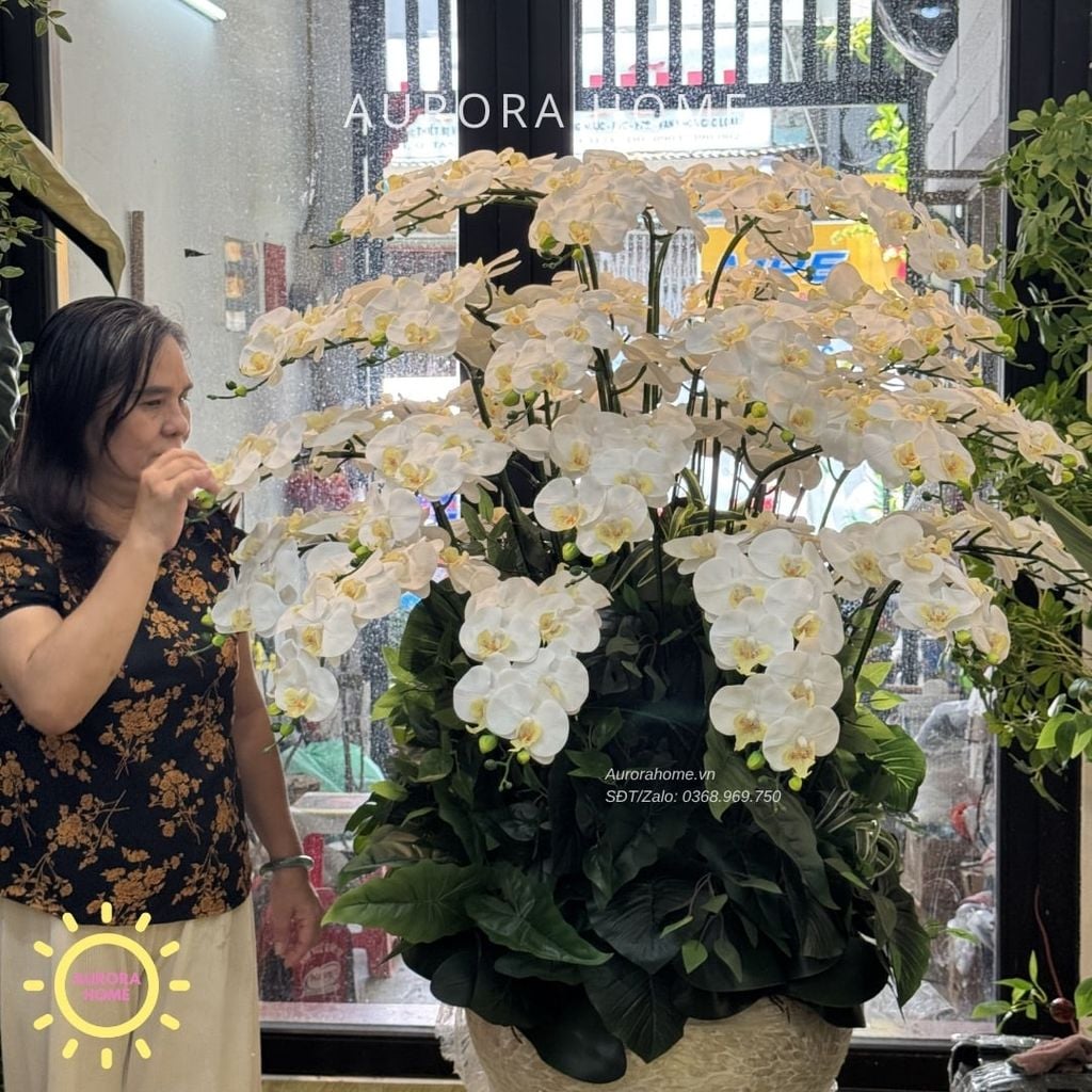 Chậu hoa lan hồ điệp đại sảnh cao cấp An Lạc