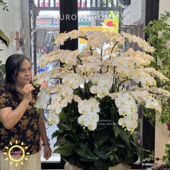 Chậu hoa lan hồ điệp đại sảnh cao cấp An Lạc