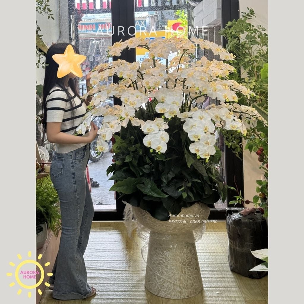 Chậu hoa lan hồ điệp đại sảnh cao cấp An Lạc