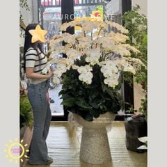 Chậu hoa lan hồ điệp đại sảnh cao cấp An Lạc