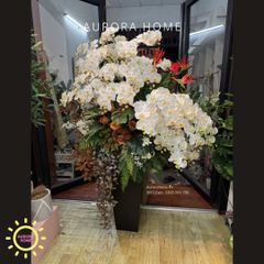 Chậu hoa lan hồ điệp đại sảnh nghệ thuật cao cấp Tiêu Diêu
