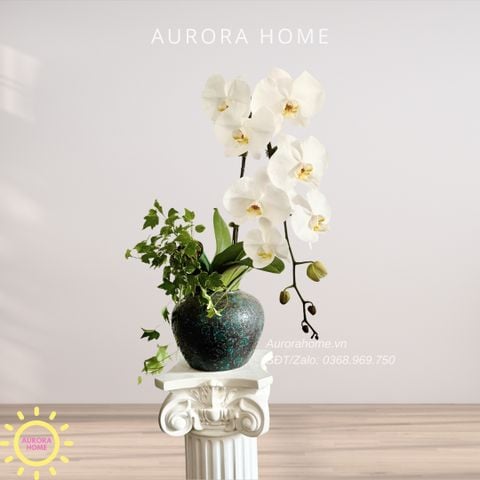 Lan hồ điệp cao cấp Princess 27