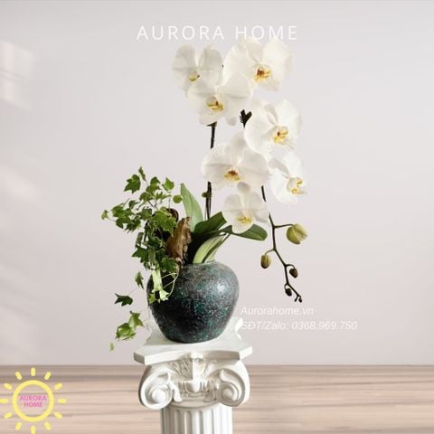 Lan hồ điệp cao cấp Princess 27