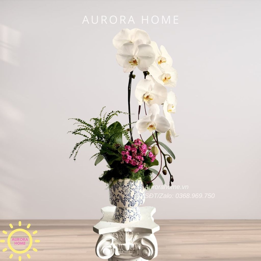 Lan hồ điệp cao cấp Princess 28