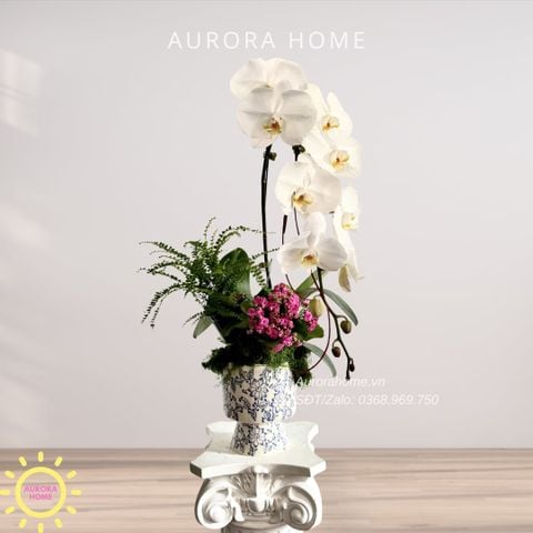 Lan hồ điệp cao cấp Princess 28