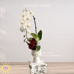 Lan hồ điệp cao cấp Princess 29