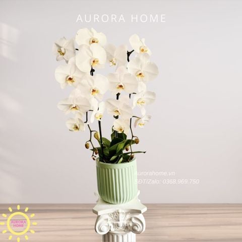 Lan hồ điệp cao cấp Princess 30