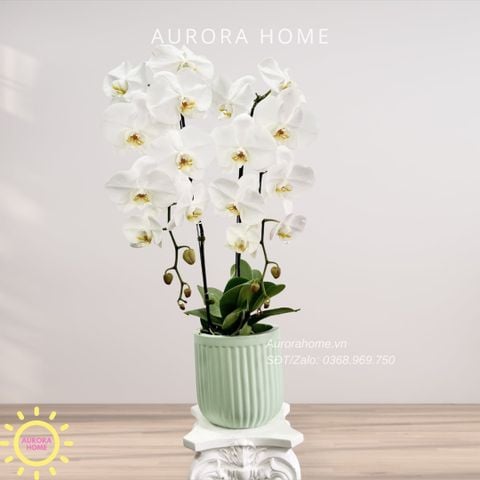 Lan hồ điệp cao cấp Princess 30