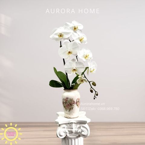 Lan hồ điệp cao cấp Princess 31