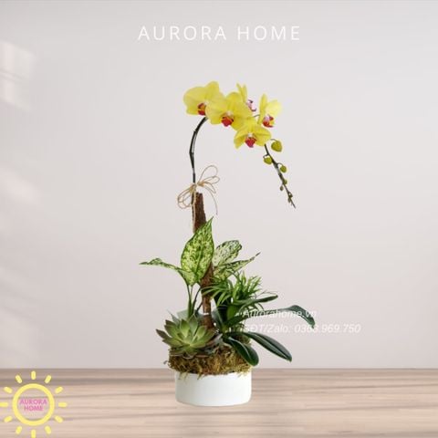 Lan hồ điệp cao cấp Princess 11