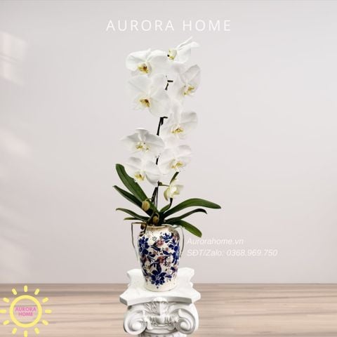 Lan hồ điệp cao cấp Princess 32