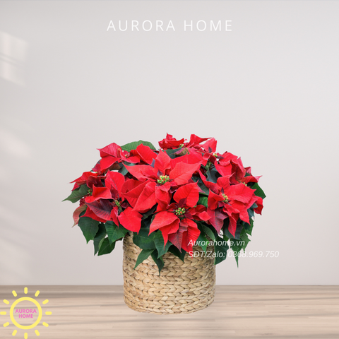 Giỏ hoa tươi trạng nguyên chúc mừng Sắc Xuân 04