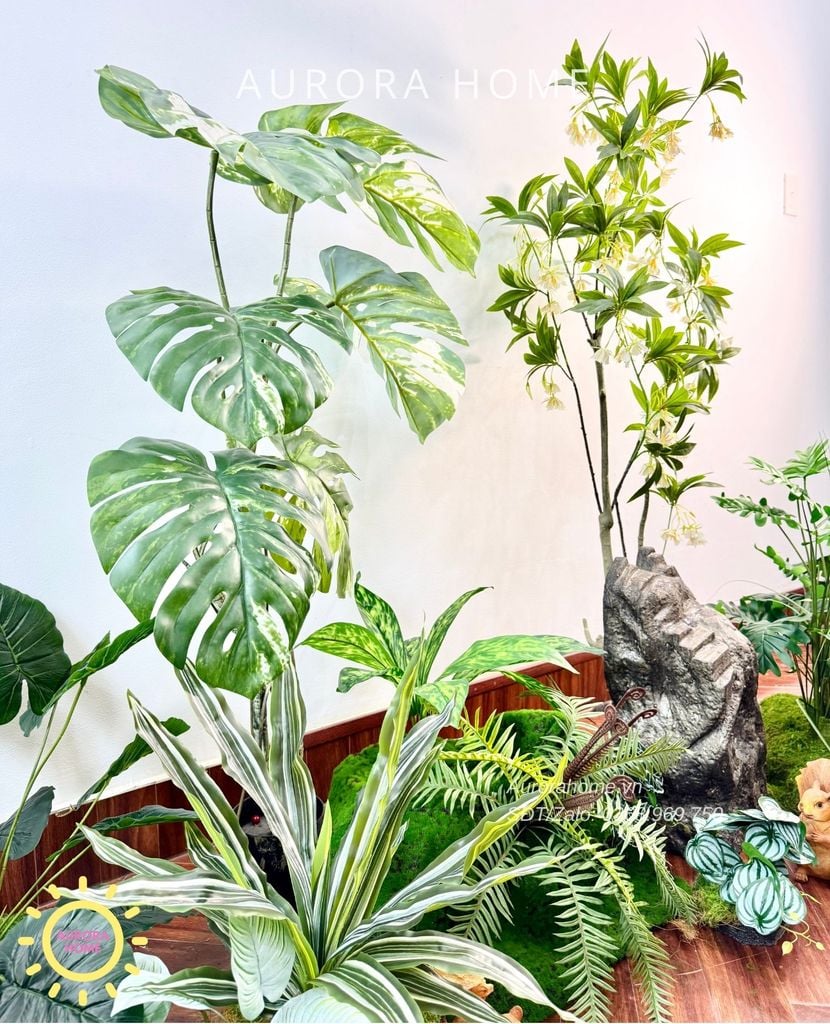 Tiểu cảnh khóm cây Monstera bạch biến xinh xắn