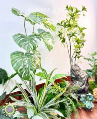 Tiểu cảnh khóm cây Monstera bạch biến xinh xắn