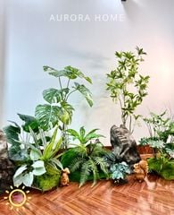 Tiểu cảnh khóm cây Monstera bạch biến xinh xắn