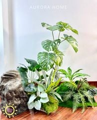 Tiểu cảnh khóm cây Monstera bạch biến xinh xắn