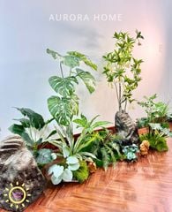 Tiểu cảnh khóm cây Monstera bạch biến xinh xắn