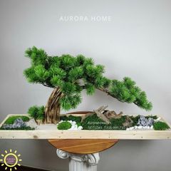 Khay tiểu cảnh Cây tùng bonsai Mini thiết kế