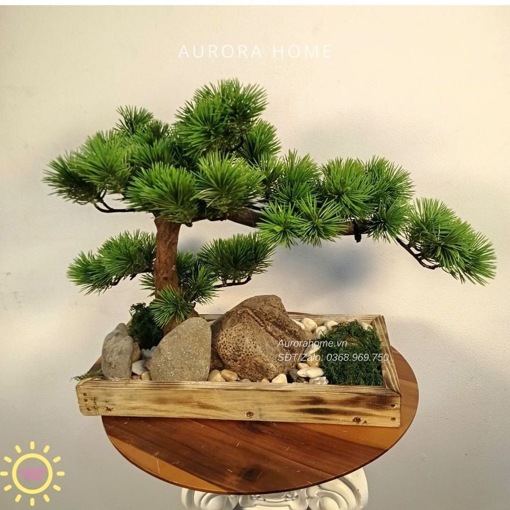 Khay tiểu cảnh Cây tùng bonsai Mini thiết kế (Mẫu 1)