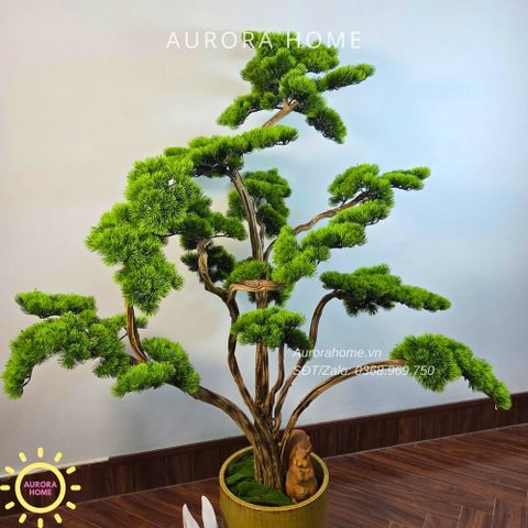 Cây tùng bonsai tán tầng thiết kế theo yêu cầu