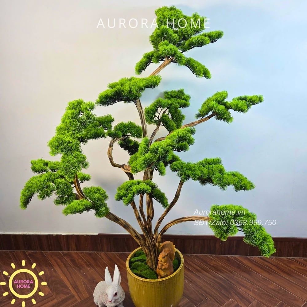 Cây tùng bonsai tán tầng thiết kế theo yêu cầu