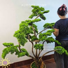 Cây tùng bonsai tán tầng thiết kế theo yêu cầu