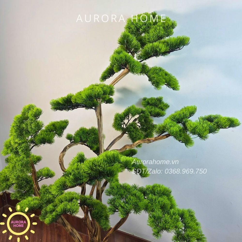 Cây tùng bonsai tán tầng thiết kế theo yêu cầu
