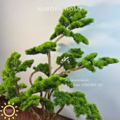 Cây tùng bonsai tán tầng thiết kế theo yêu cầu