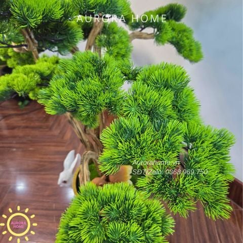 Cây tùng bonsai tán tầng thiết kế theo yêu cầu