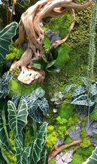 Tranh rêu bảo tồn thiết kế cao cấp (Mẫu 4)