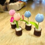  Hoa Len Chậu Nỉ HL0227 – Trang Trí Siêu Dễ Thương, Quà Tặng Ý Nghĩa 