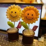  Hoa Len Chậu Nỉ HL0227 – Trang Trí Siêu Dễ Thương, Quà Tặng Ý Nghĩa 