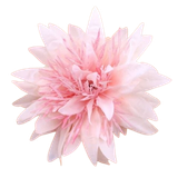  Kẹp hoa KTH06 – Điệu đà – Dễ phối – Siêu xinh 