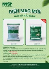 Trà Lài Tân Nam Bắc 300G