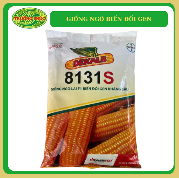  DK 8131s - Giống ngô biến đổi gen 
