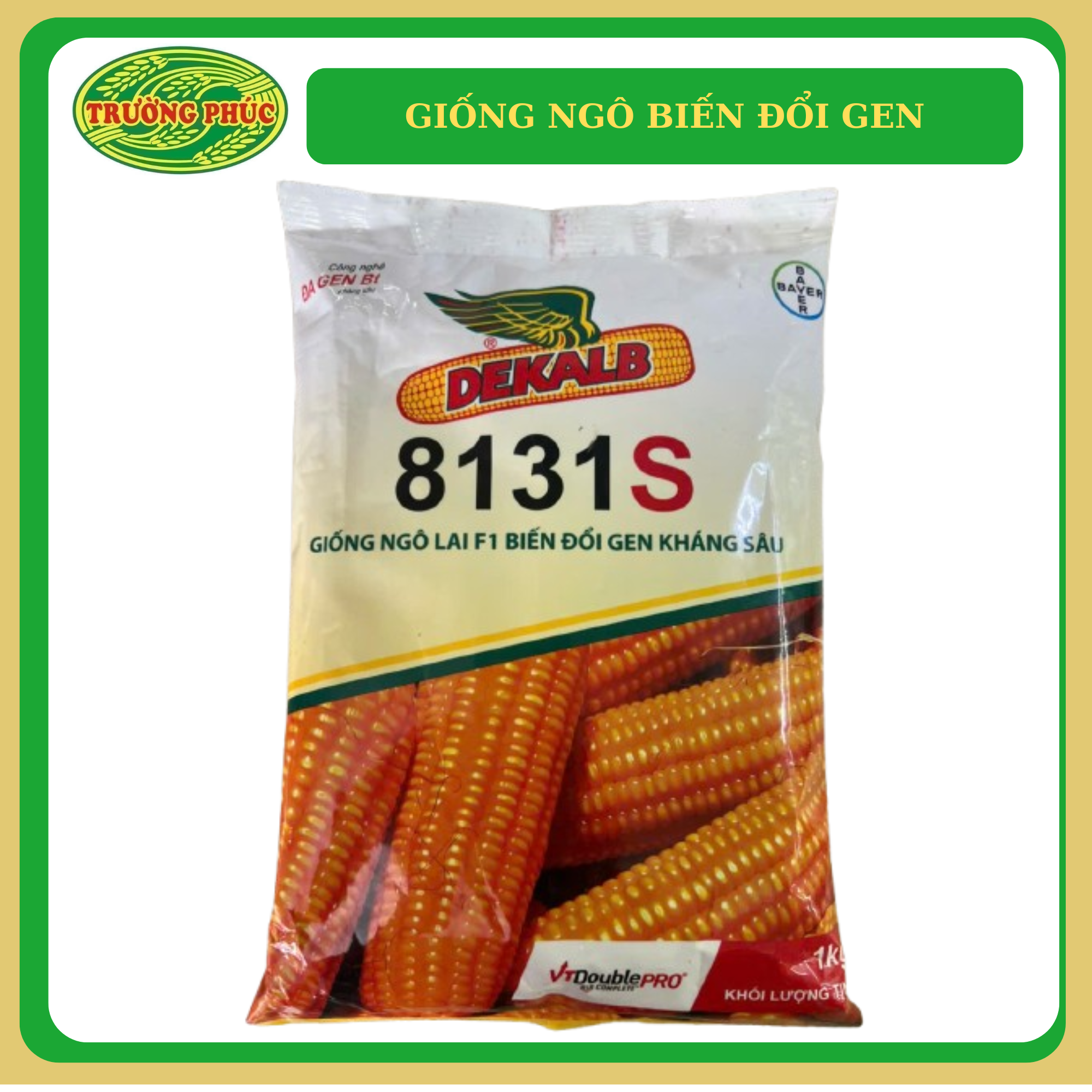  DK 8131s - Giống ngô biến đổi gen 