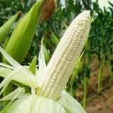  Bắp nếp lai F1 Diamond 999 