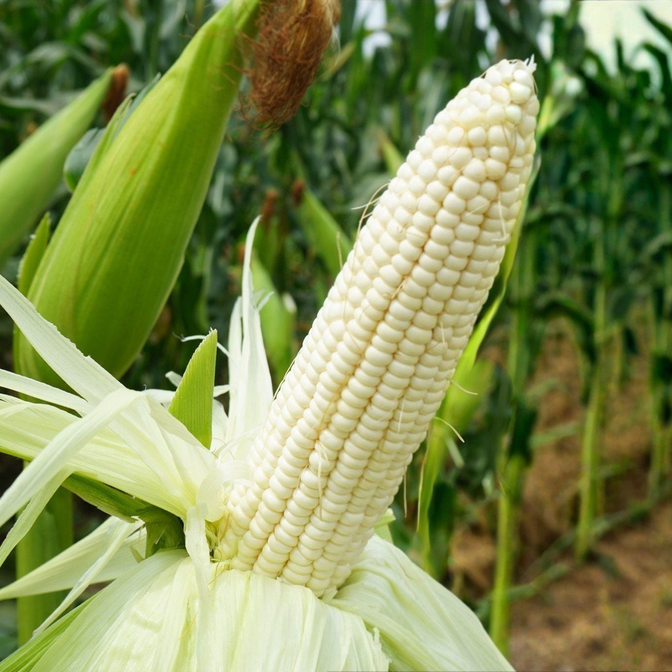  Bắp nếp lai F1 Diamond 999 