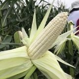  WAX50 - Ngô ( bắp ) nếp lai F1 (500g) 