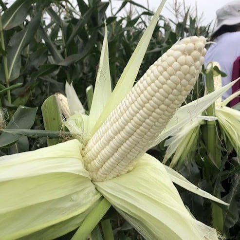  WAX50 - Ngô ( bắp ) nếp lai F1 (500g) 