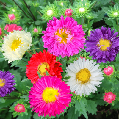  Hoa cúc Đà Lạt (5g) 