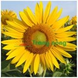  Hoa hướng dương (5g) 