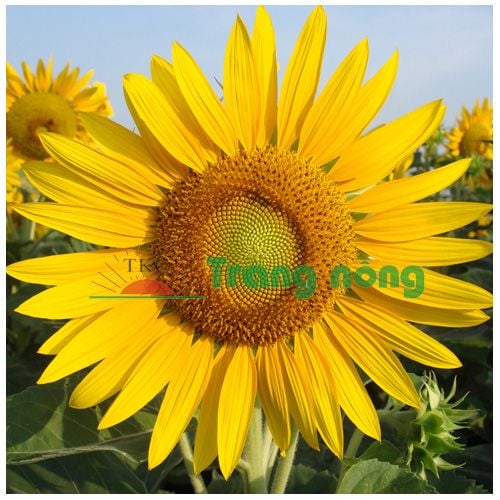  Hoa hướng dương (5g) 