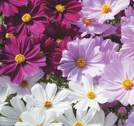  Hoa sao nhái đơn mix màu (10 hạt) 